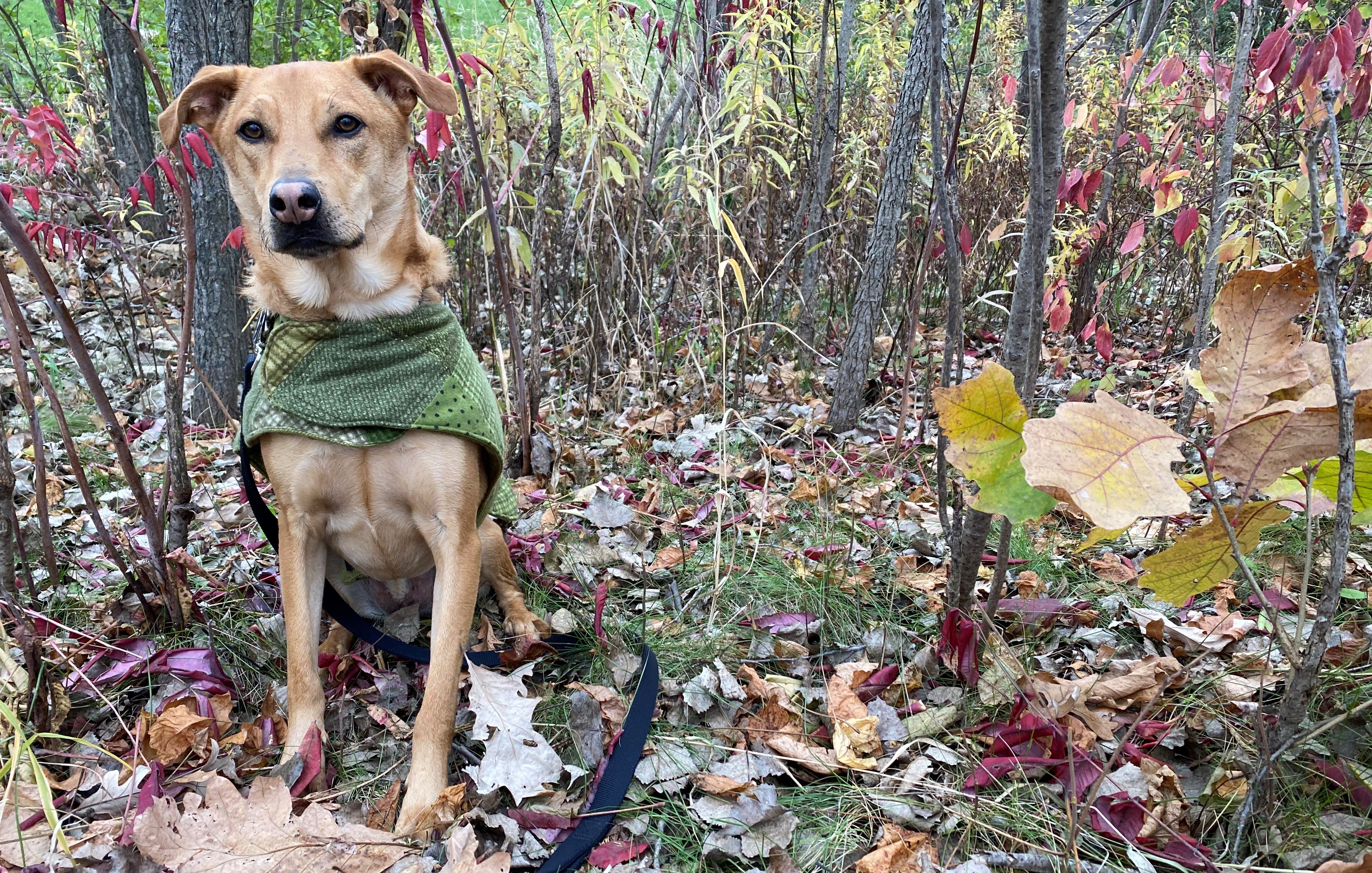 Dog Sitting in the woods with a Flannel Vest